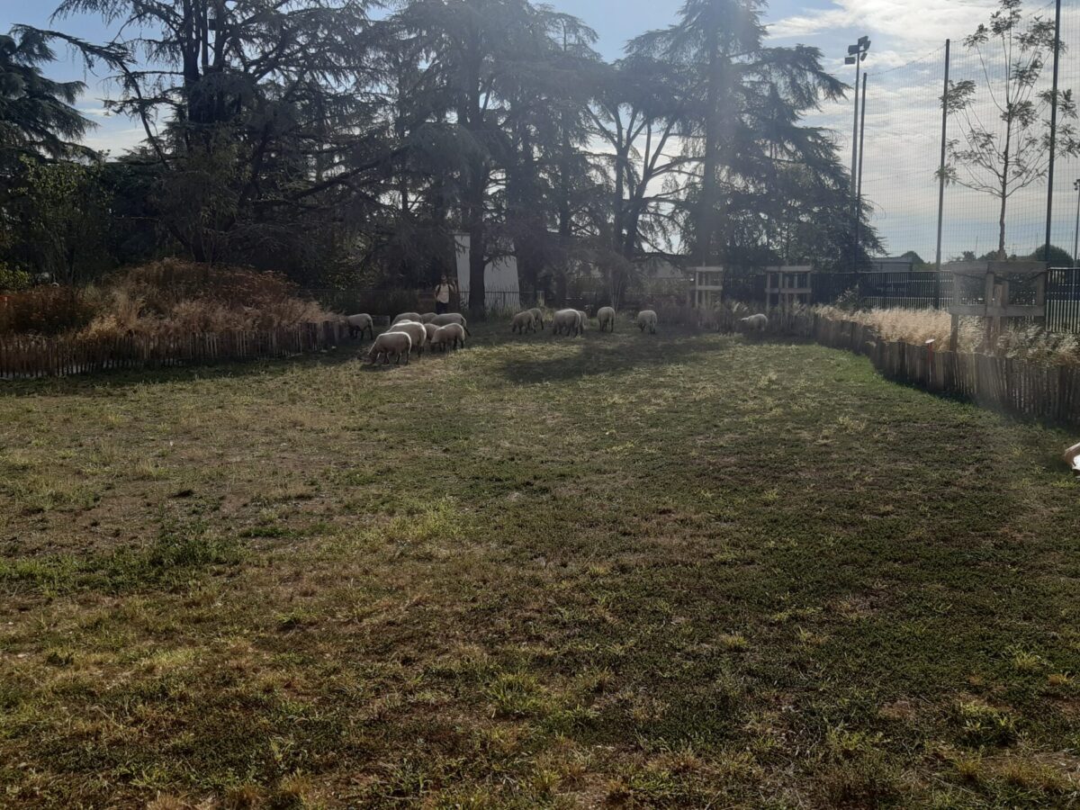 Les moutons au parc